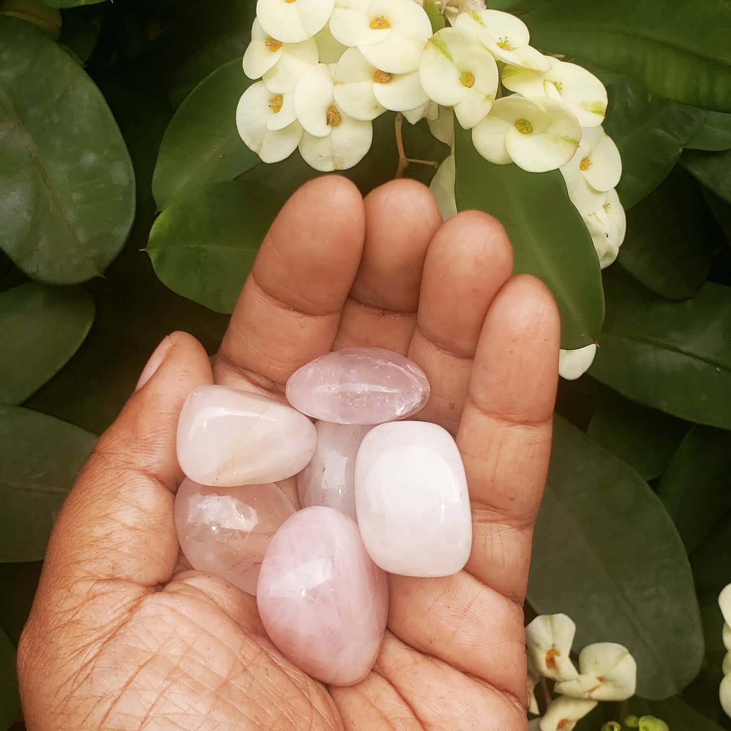 Rose Quartz Crystal